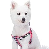 Blueberry Pet 5 Colors Step-in 3M Reflective Multi-Colored Stripe Padded Dog Harness, Chest Girth 16.5' - 21.5', Pink, Emerald & Orchid, Small, Adjustable Harnesses for Dogs