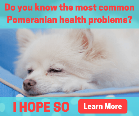 Common Pomeranian health problems