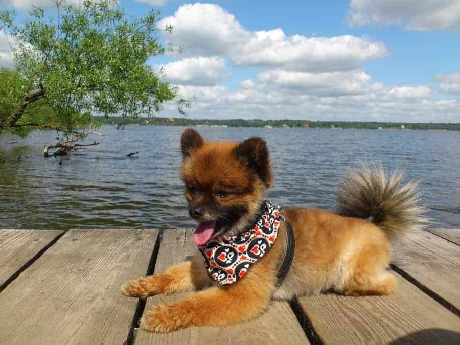 Pomeranian sitting on dock