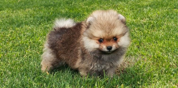 Pomeranian puppy in the grass