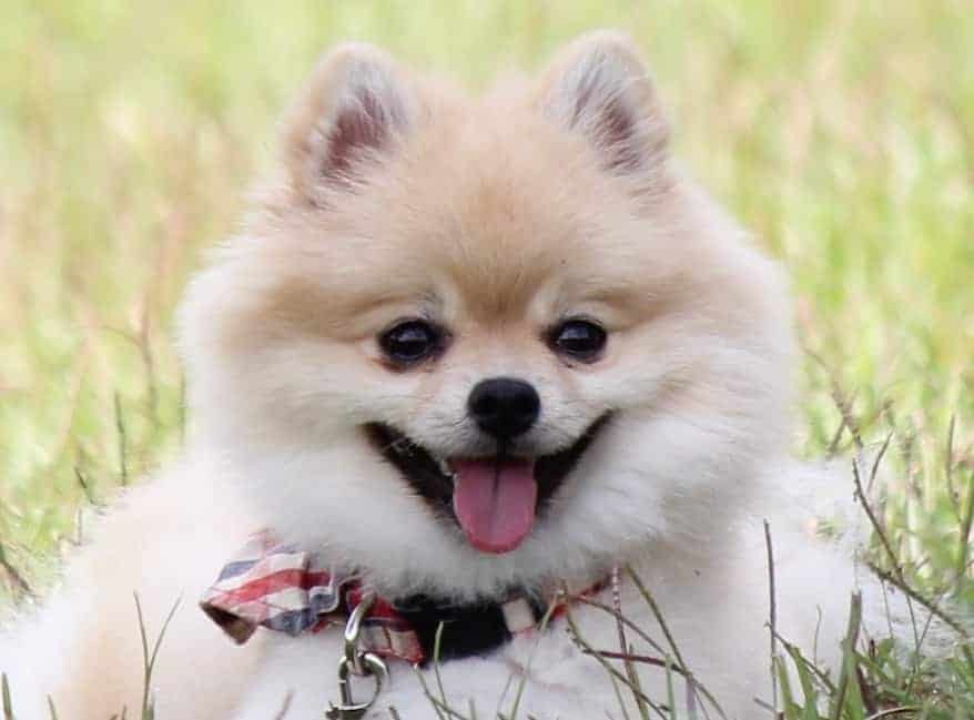 Pomeranian in grass