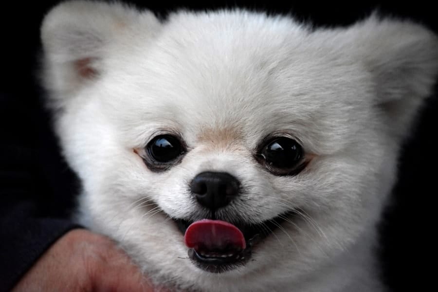 Smiling Pomeranian puppy