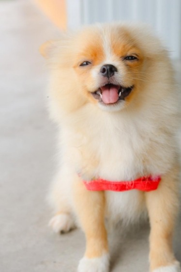 Small Pomeranian smiling