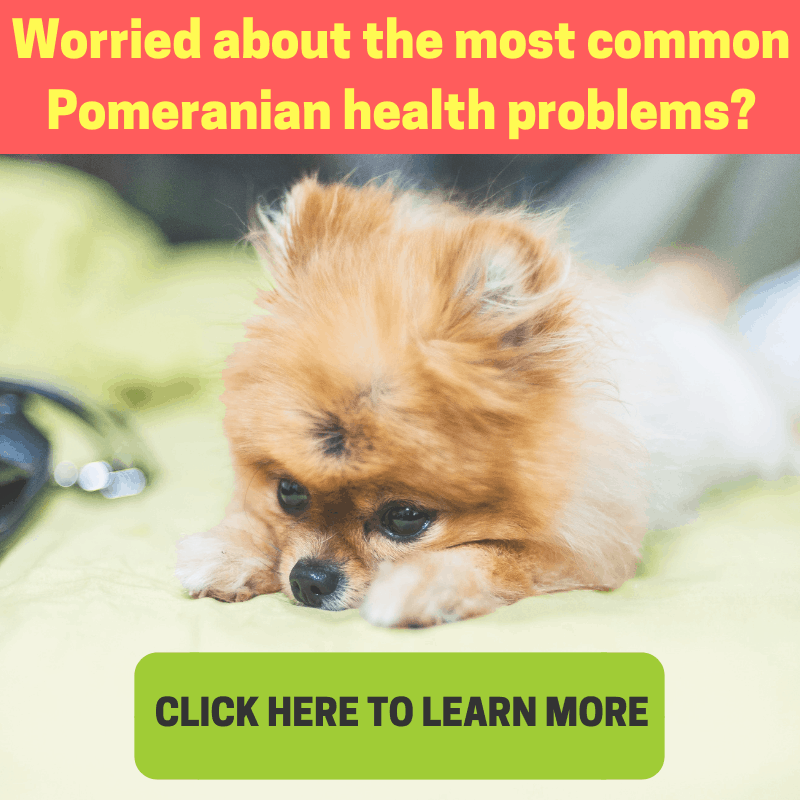 PostSurgery Luxating Patella Recovery Timeline for Pomeranians