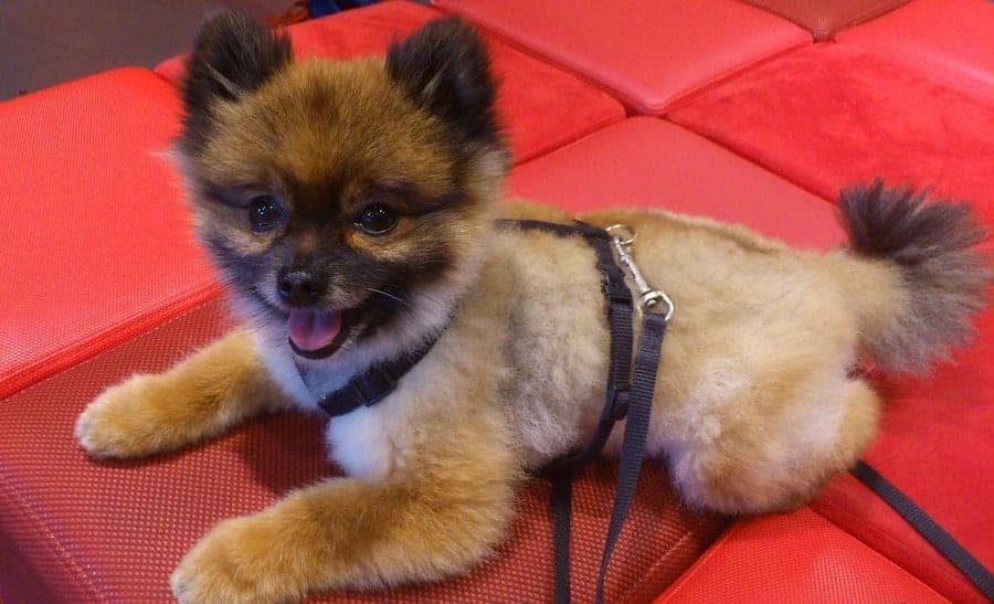 Pomeranian on red sofa