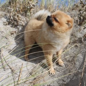 Why Do Pomeranians Bark so Much? Why Do Pomeranians Bark so Much?
