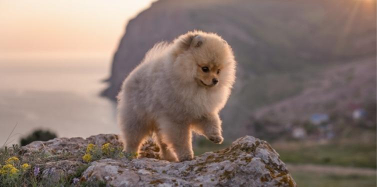 Pomeranian standing on stone