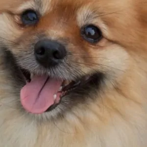 How Much Does a Pomeranian Cost? (The Ultimate Guide)