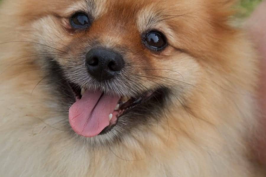 Pomeranian closeup