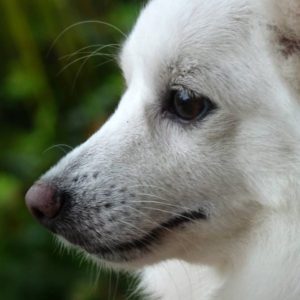 How to Calm a Hyper Pomeranian How to Calm a Hyper Pomeranian