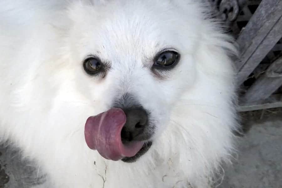 Pomeranian licking nose
