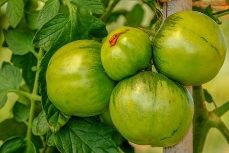 Green tomatoes