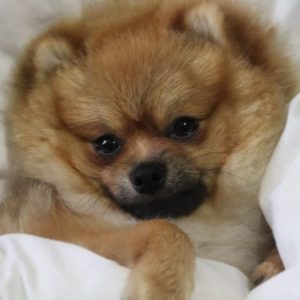 20 Things to Know Before Owning a Pomeranian 20 Things to Know Before Owning a Pomeranian