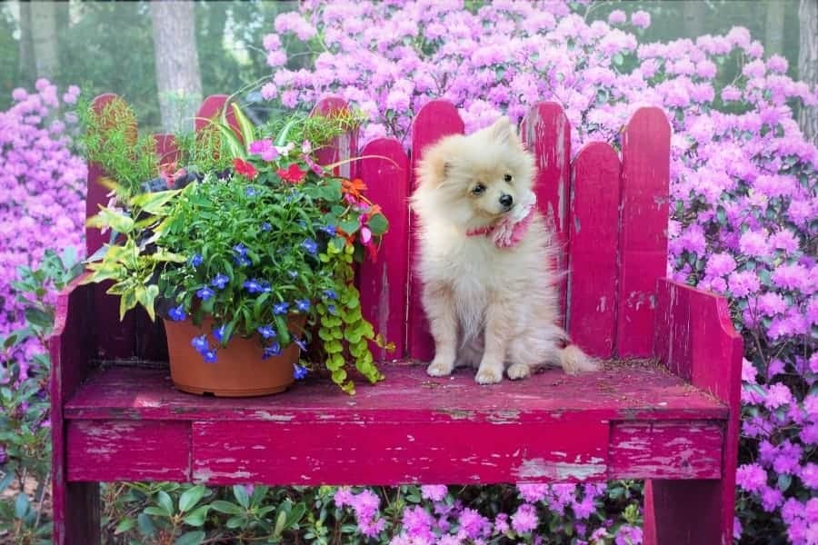 Pomeranian on pink bench