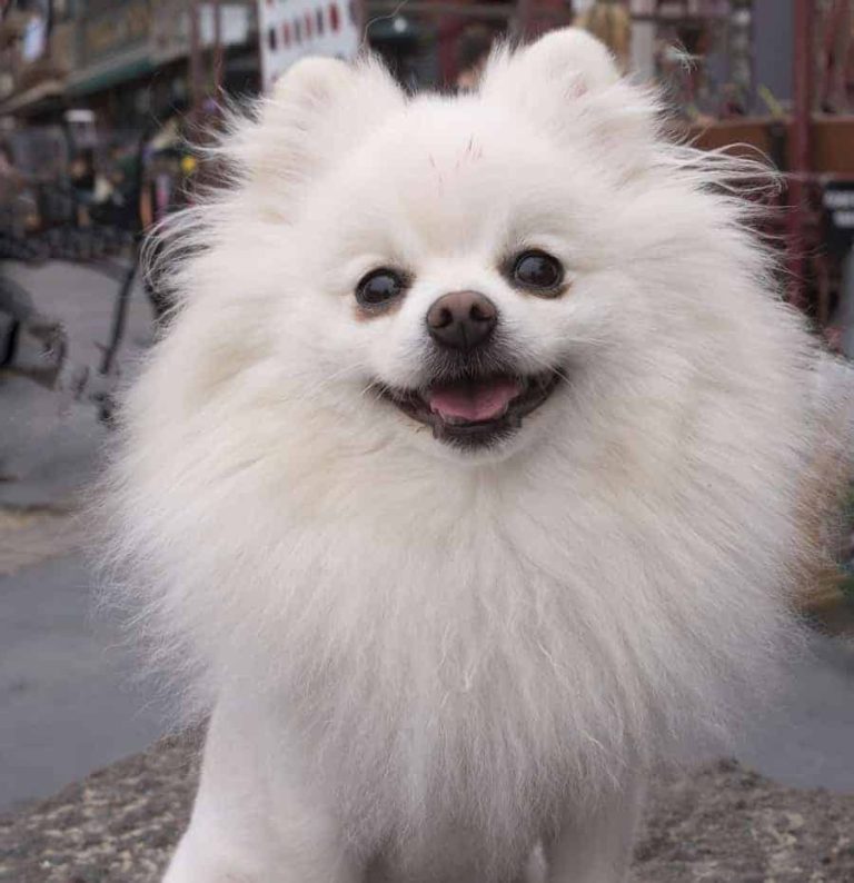 20 Ways to Make Your Pomeranian Happy and Healthy Spinning Pom