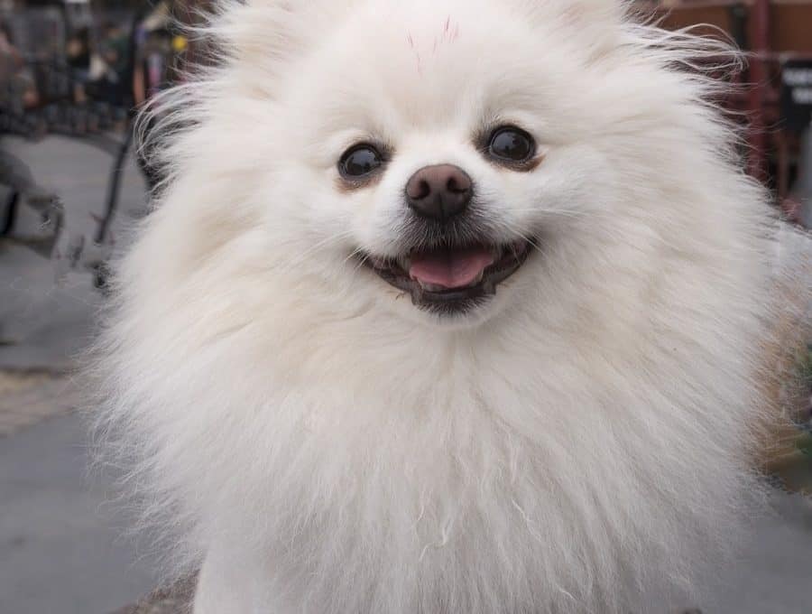 20 Ways to Make Your Pomeranian Happy and Healthy Spinning Pom