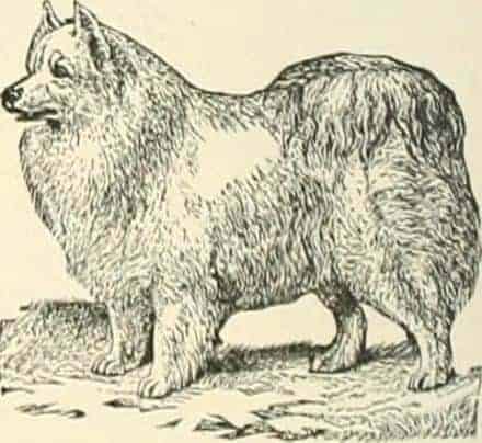 Pomeranian arctic dog