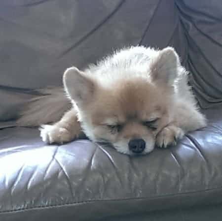 Pomeranian on couch