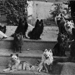 Unbelievable History of Pomeranians (Plus Amazing Pictures) Unbelievable History of Pomeranians (Plus Amazing Pictures)
