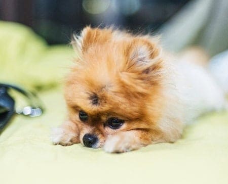 Pomeranian on bed