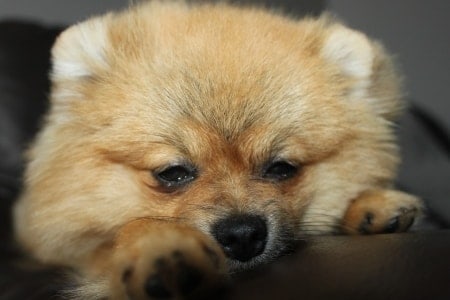 Sad Pomeranian