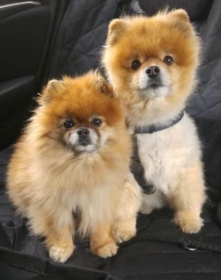 Two Pomeranians listening