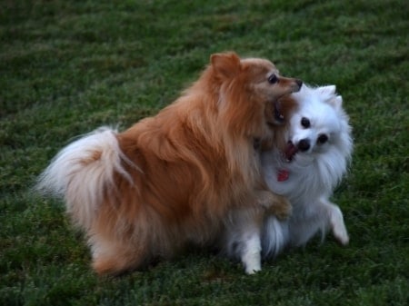 Pomeranians playing together outside