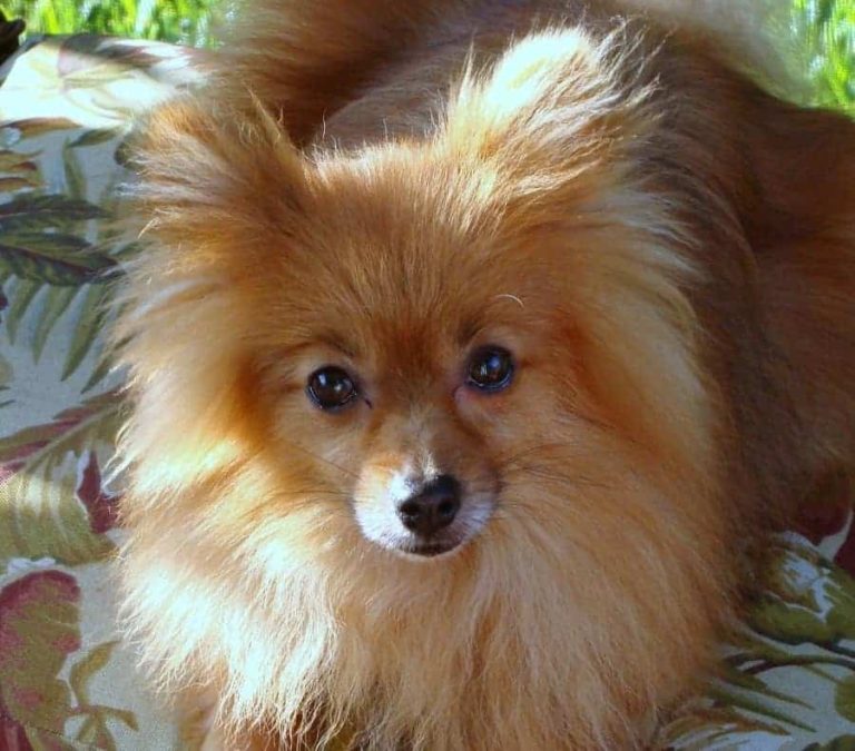 Top 14 Best LeaveIn and Detangler Sprays for Pomeranians Spinning Pom