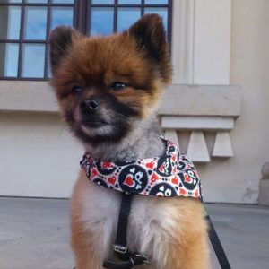 Collapsed Trachea Treatment for Pomeranians