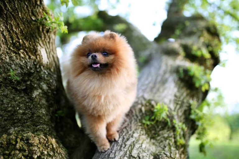 How Long Can Pomeranians Be Left Alone? Spinning Pom