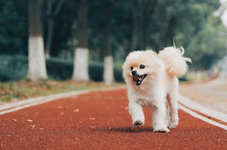 Pomeranian on a track