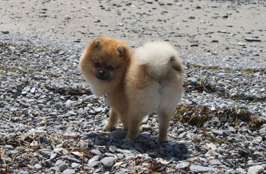 Pomeranian on the beach