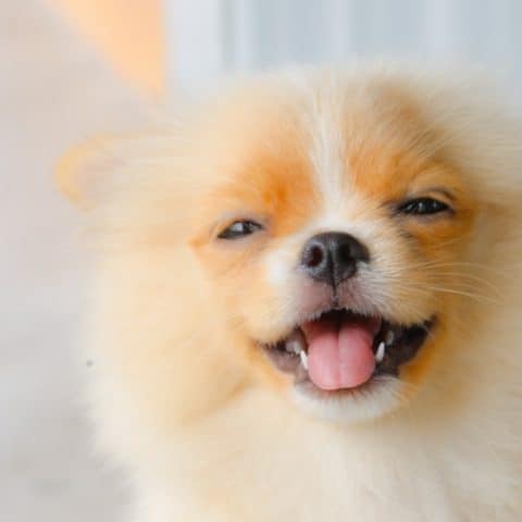 How Much CBD Oil Should I Give My Pomeranian for Anxiety? How Much CBD Oil Should I Give My Pomeranian for Anxiety?
