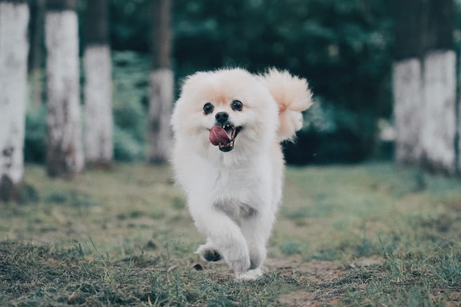 Pomeranian running in grass