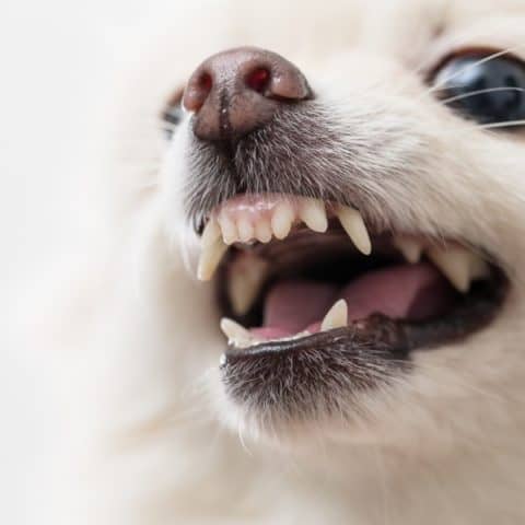 Do Pomeranians' Teeth Fall Out?