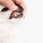 Why Pomeranians Have Bad Breath