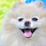 The Most Common Pomeranian Mouth Problems