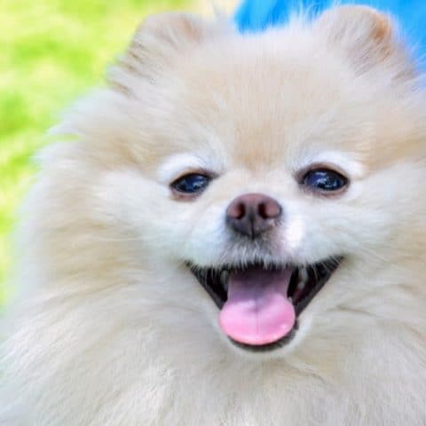 Pomeranian Teeth Extraction: What You Need To Know - Spinning Pom