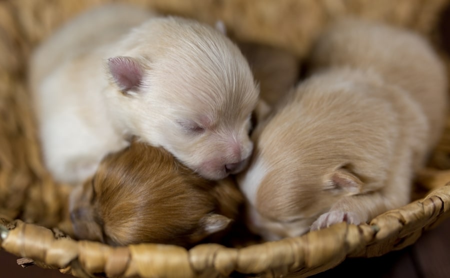 Newborn Pomeranian puppies in a basket