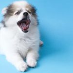 Pomeranian Dental Care: How to Clean Pomeranian Teeth