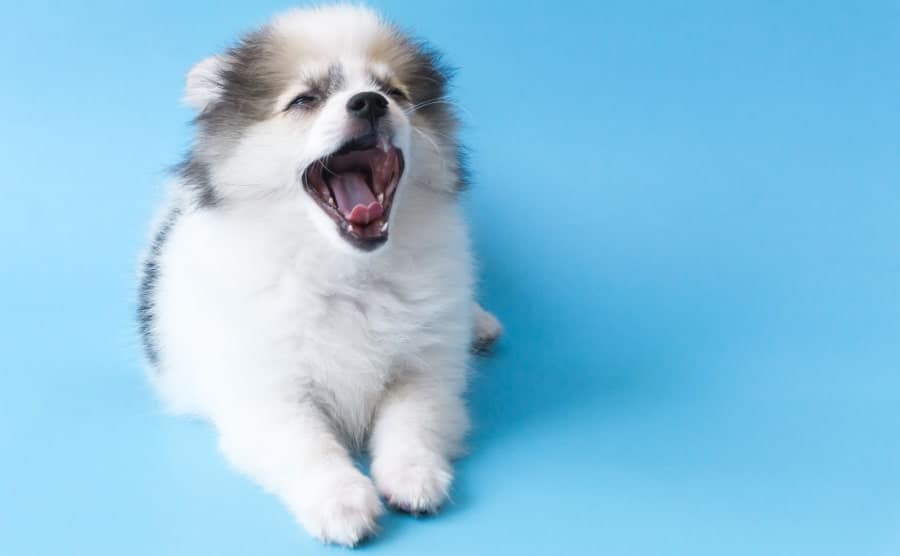 Pomeranian yawning