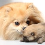 When Can a Pomeranian Get Pregnant? When Can a Pomeranian Get Pregnant?