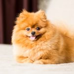 How Many Times Can a Pomeranian Give Birth?