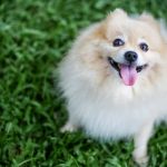 How Long Is a Pomeranian Pregnant For?