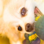Why Your Pomeranians Teeth Are Falling Out