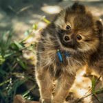 What Size Collar Should You Get a Pomeranian Puppy?