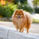How Old Does a Pomeranian Have to Be to Breed? How Old Does a Pomeranian Have to Be to Breed?