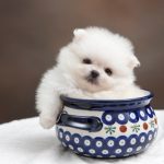 What You Need to Know About Pomeranian Puppies What You Need to Know About Pomeranian Puppies