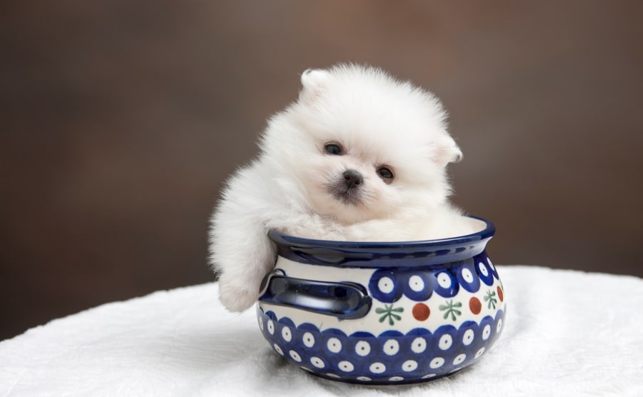 Pomeranian puppy in bowl
