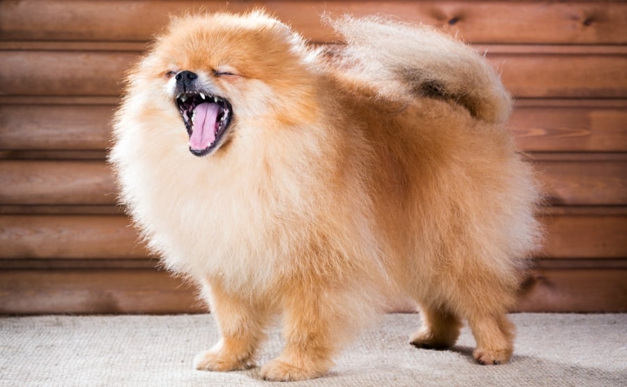 Pomeranian yawning showing teeth